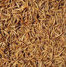 Bulk Mealworms 12.55kg