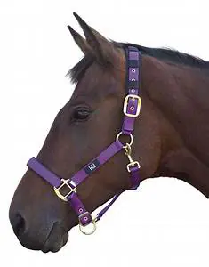 Hy Equestrian Duo Head Collar - Full - Purple/Black - FULL