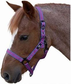 Hy Equestrian Duo Head Collar - Pony - Pink/Purple