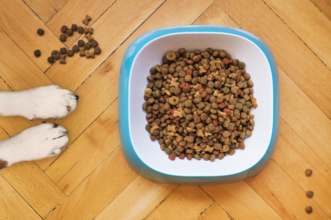 Changing your dogs food