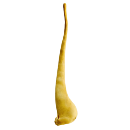 Lamb Tail