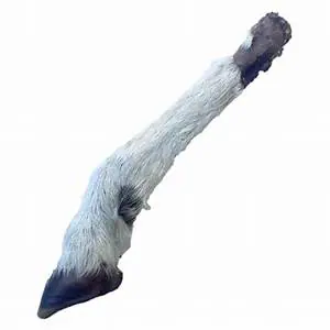 Hairy Lamb Trotter