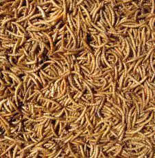 Bulk Mealworms 12.55kg