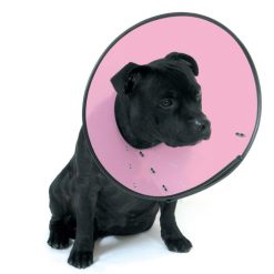 Smart Recovery Collar / Cone Size 4 X Large