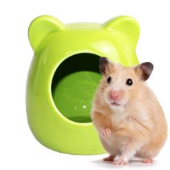 Small Animal Ceramic House Green