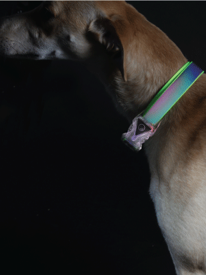 Go Walk LED Reflective Rainbow Dog Collar Med