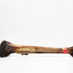 Ostrich Caveman Bone (over 800g, over 50cm, smoked)