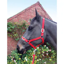 ESSENTIALS RED HEADCOLLAR & LEADROPE SET FOAL