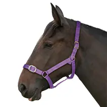ESSENTIALS PURPLE HEADCOLLAR & LEADROPE SET PONY