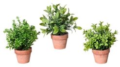 Plant Gardenia Leaf In Pot, 18cm