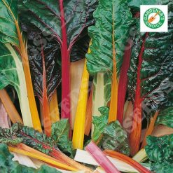 LEAF BEET RAINBOW CHARD SEEDS