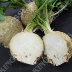 CELERIAC ASTERIX F1 SEEDS