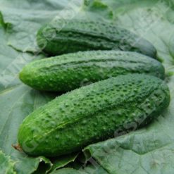 CUCUMBER PARTNER F1 (GHERKIN) SEEDS