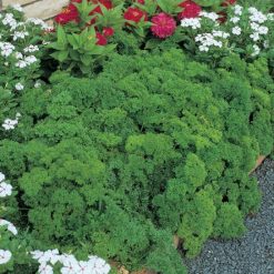 HERB PARSLEY EXTRA TRIPLE CURLED SEEDS