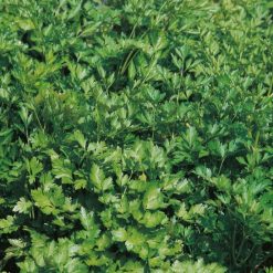 HERB PARSLEY PLAIN LEAVED 2 (FRENCH) SEEDS
