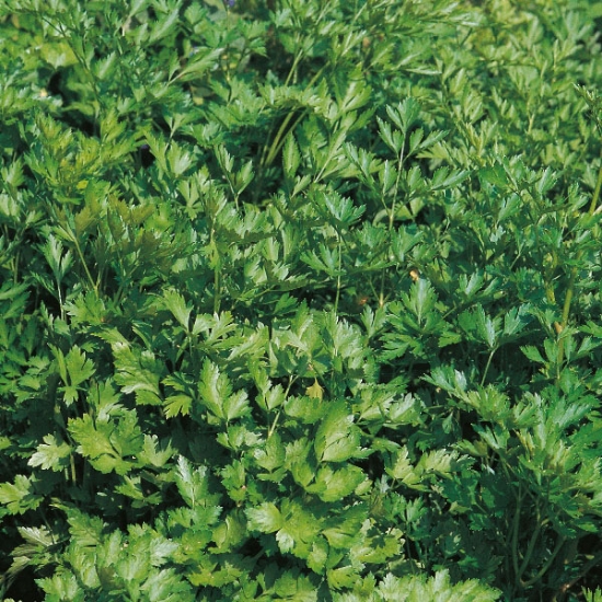 HERB PARSLEY PLAIN LEAVED 2 (FRENCH) SEEDS