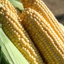 SWEET CORN EARLIBIRD F1 SEEDS