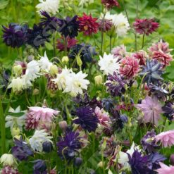 AQUILEGIA BARLOW MIXED SEEDS