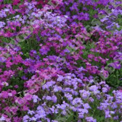 AUBRIETIA SPRING FALLS SEEDS