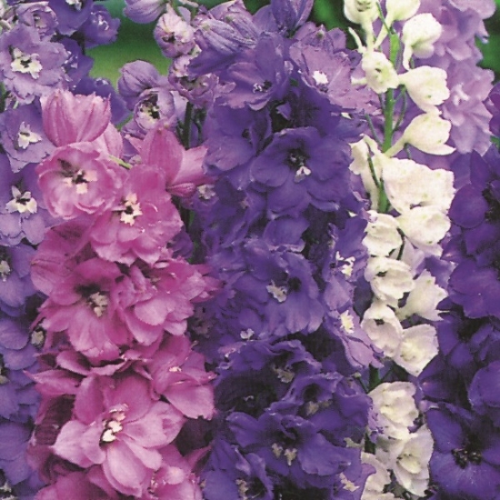 DELPHINIUM MAGIC FOUNTAINS MIX SEEDS