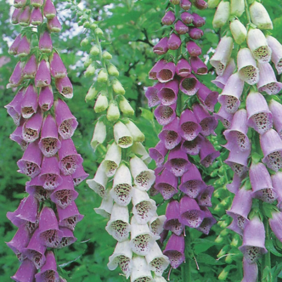 FOXGLOVE EXCELSIOR MIXED SEEDS