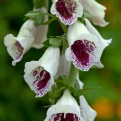 FOXGLOVE PAMS CHOICE SEEDS