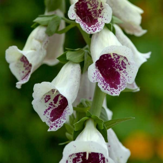 FOXGLOVE PAMS CHOICE SEEDS