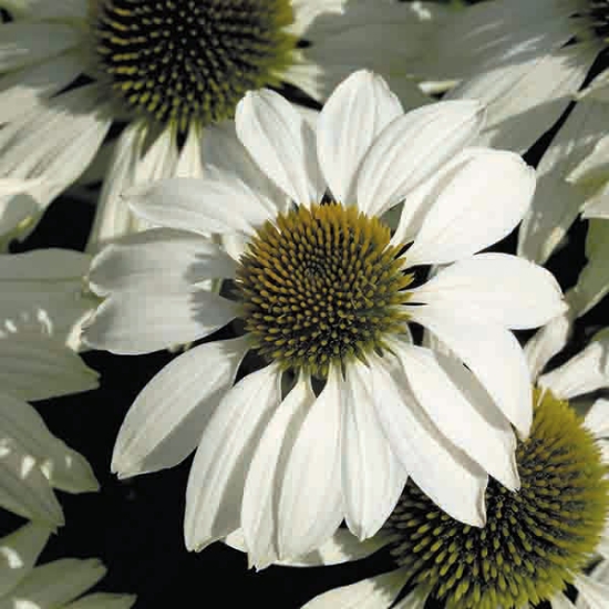 ECHINACEA WHITE SWAN PRIMA DONNA SEEDS