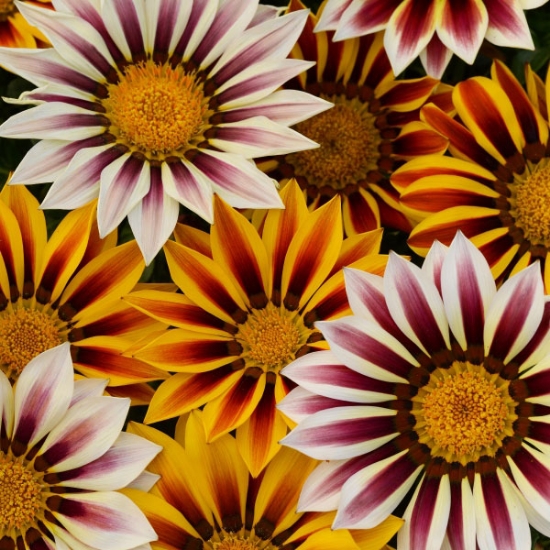 GAZANIA NEW DAY TIGERS STRIPES SEEDS