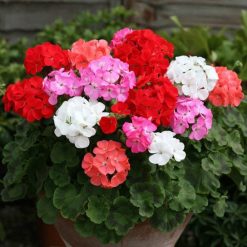 GERANIUM CABARET MIXED F2 SEEDS