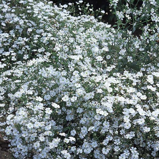 GYPSOPHILA COVENT GARDEN SEEDS