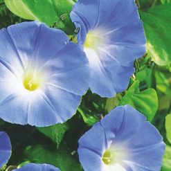 IPOMOEA HEAVENLY BLUE SEEDS