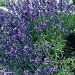 LAVENDER MUNSTEAD DWARF SEEDS