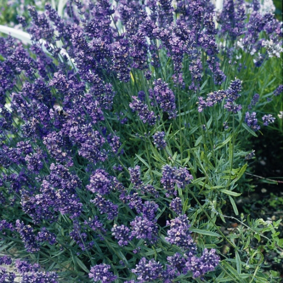 LAVENDER MUNSTEAD DWARF SEEDS