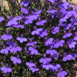 LOBELIA CRYSTAL PALACE SEEDS