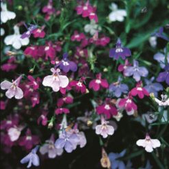 LOBELIA PENDULA CASCADE MIXED SEEDS