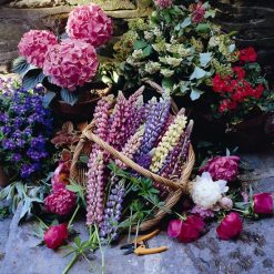 LUPINS RUSSELL HYBRIDS MIX SEEDS