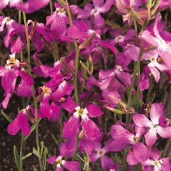 STOCK NIGHT SCENTED SEEDS