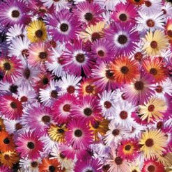 MESEMBRYANTHEMUM KINGS SUNSHINE MIX SEEDS