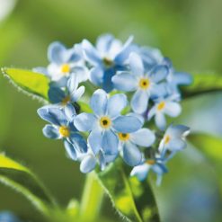 FORGET ME NOT LIGHT BLUE SEEDS
