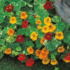 NASTURTIUM ALASKA MIXED SEEDS