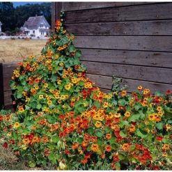 NASTURTIUM CLIMBING MIX SEEDS