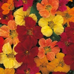 NASTURTIUM TOM THUMB MIXED SEEDS