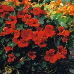 NASTURTIUM PRINCESS OF INDIA SEEDS