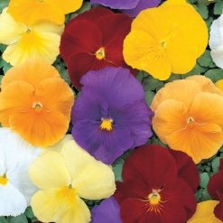 PANSY CLEAR CRYSTALS MIXED SEEDS