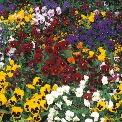 PANSY WINTER FLOWERING MIXED SEEDS