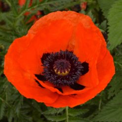 POPPY BRILLIANT SEEDS