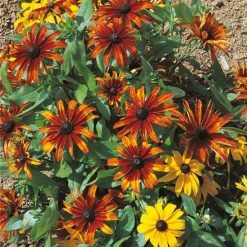 RUDBECKIA RUSTIC DWARF MIXED SEEDS