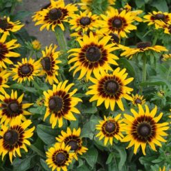 RUDBECKIA HIRTA KELVEDON STAR SEEDS