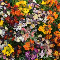 WALLFLOWER PERSIAN CARPET MIXED SEEDS